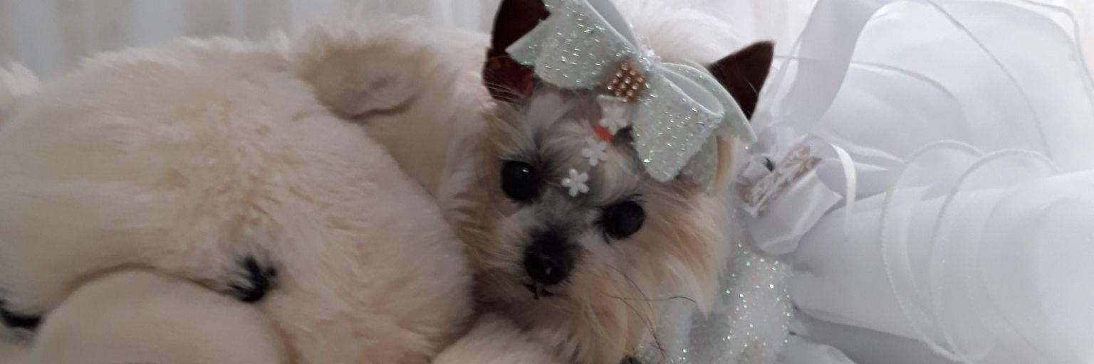 sil_zanella's profile banner image