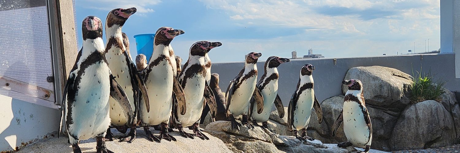 P for Penguin banner