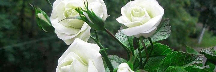 SOORYA_K_VERMA's profile banner image