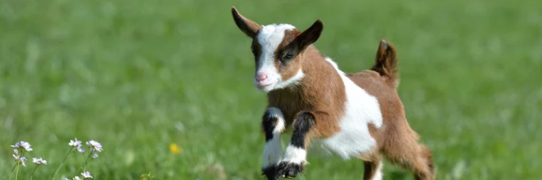 0xcafegoat's profile banner image