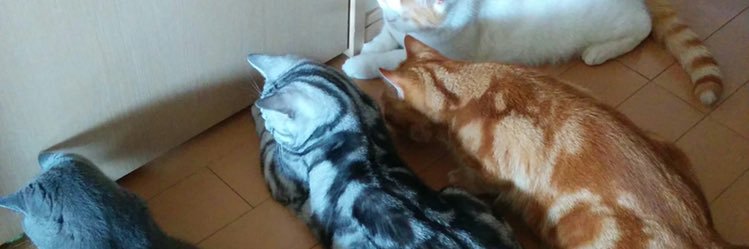 5cats_'s profile banner image