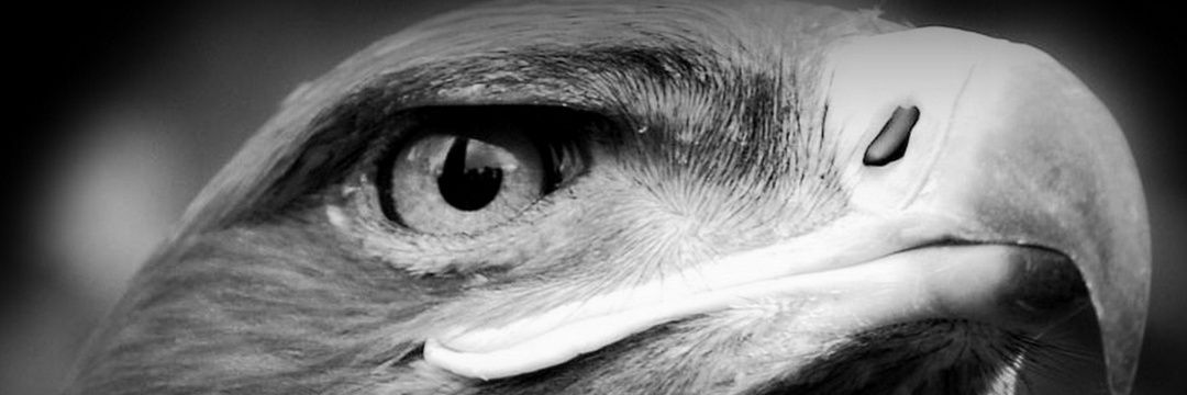 AVLIS_AFAR's profile banner image