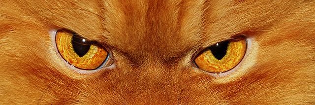 NoThatCat's profile banner image