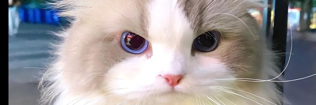 MarinaHeyBaby's profile banner image