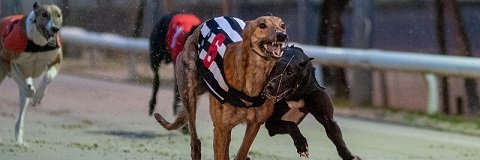 bellevuedog's profile banner image