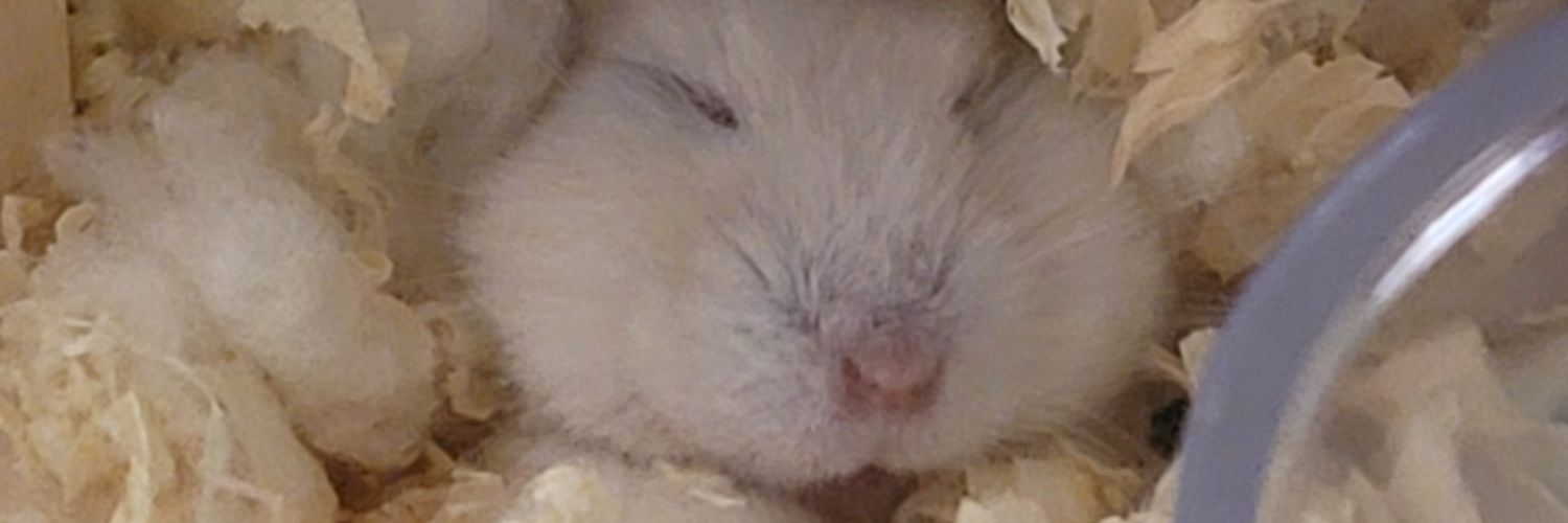n28_tanto's profile banner image