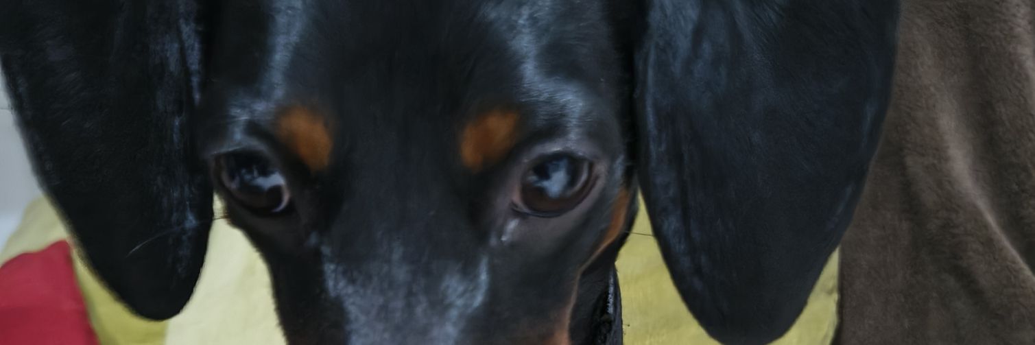 Carlos Sánchez banner