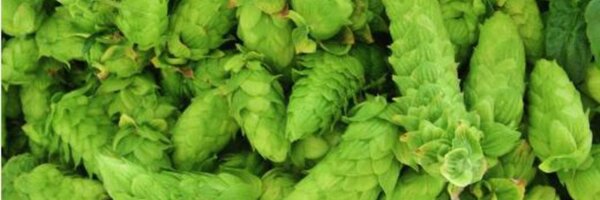 Pintley Profile Banner