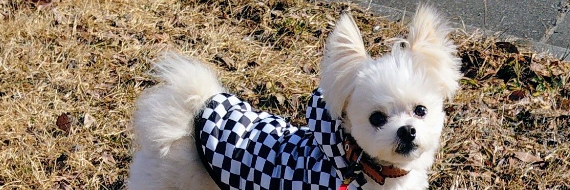 マルポメン蓮 banner