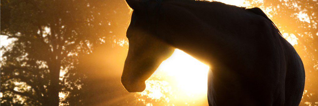 JacksonsGrant's profile banner image