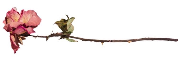 Ｄｉａｎ 🐝 banner