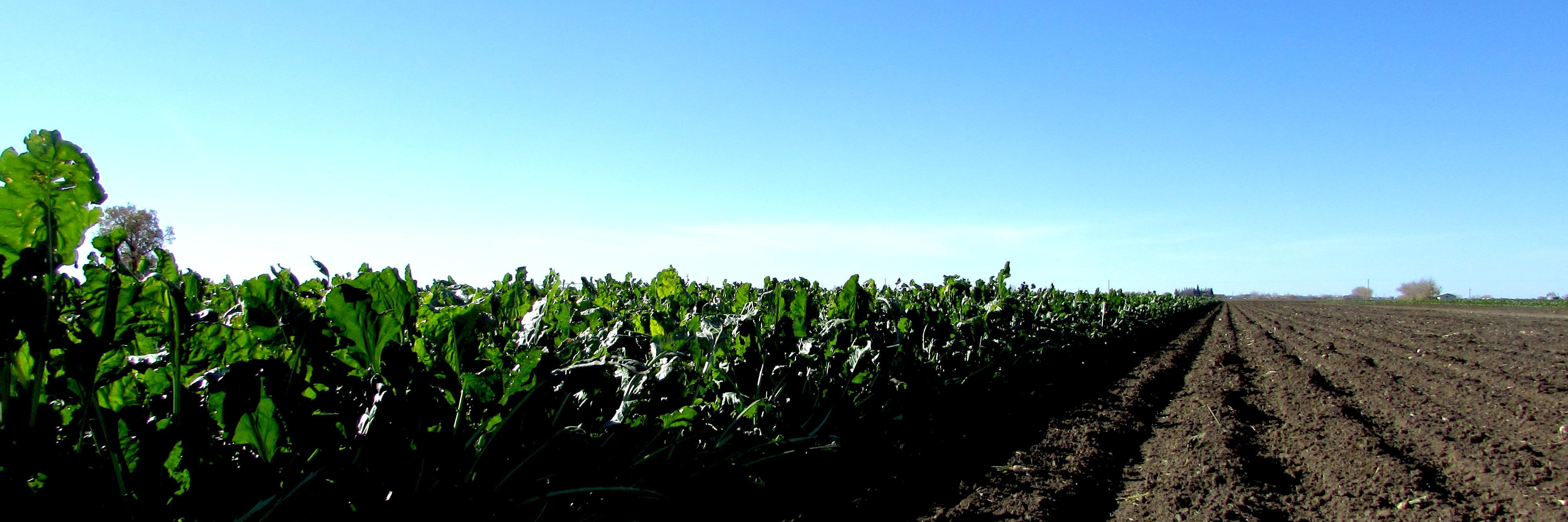 AbSugarBeetGrowers banner