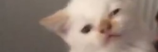 kckittyy's profile banner image