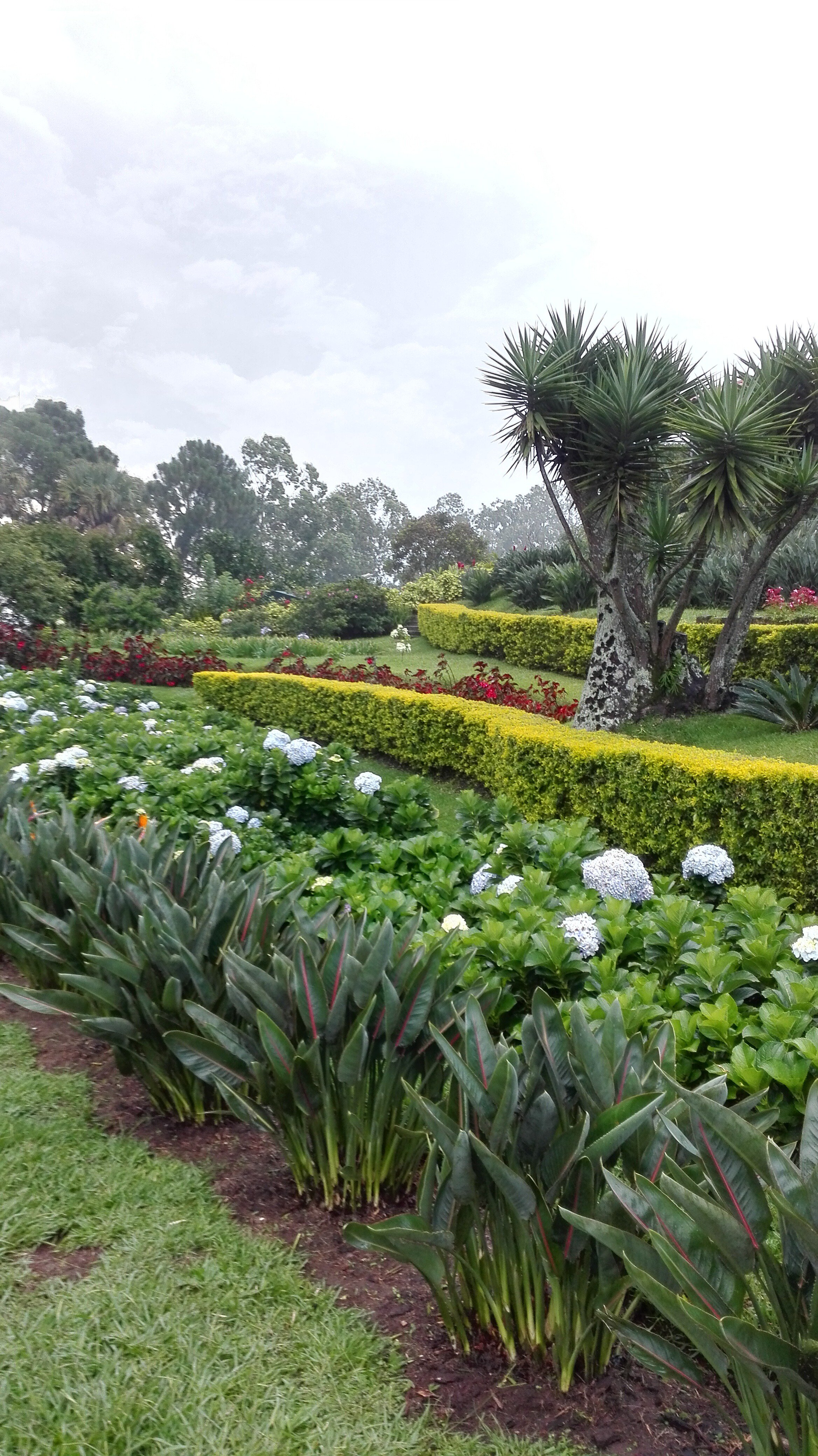 Alexander Surio banner