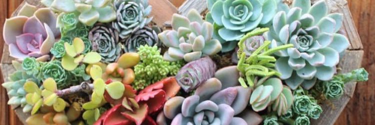 candacedibella's profile banner image