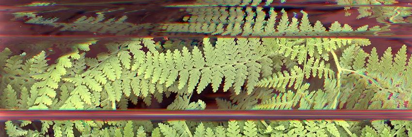 the forest floor banner