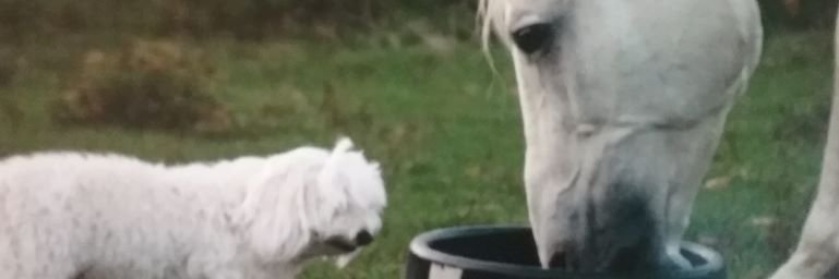 Essentials by Nature banner