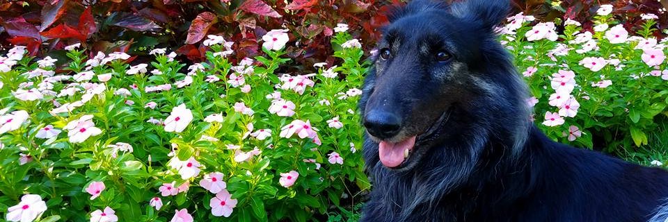 luvmyblues's profile banner image