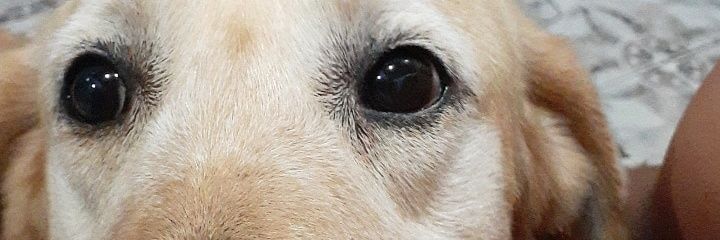 laracamilaaa's profile banner image