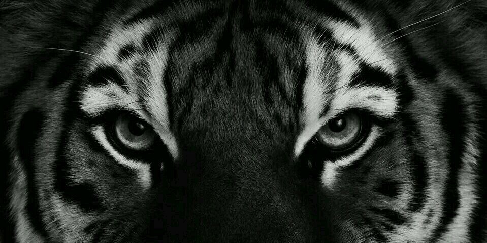 hyruleankitty's profile banner image