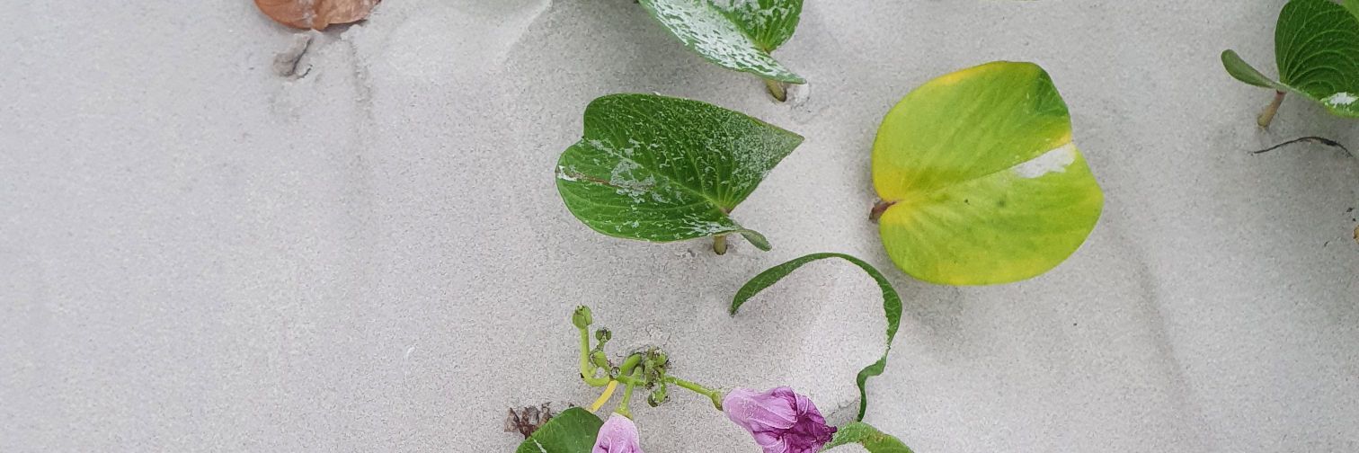 MariliaBusatta's profile banner image
