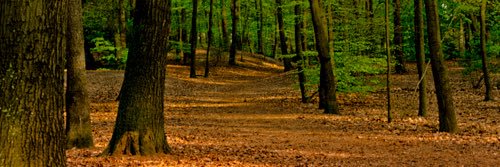 ForestWonder banner