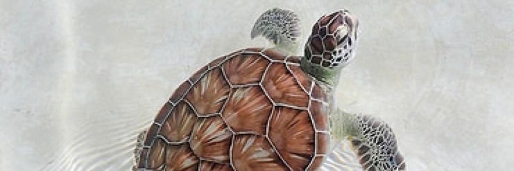 megmad07's profile banner image