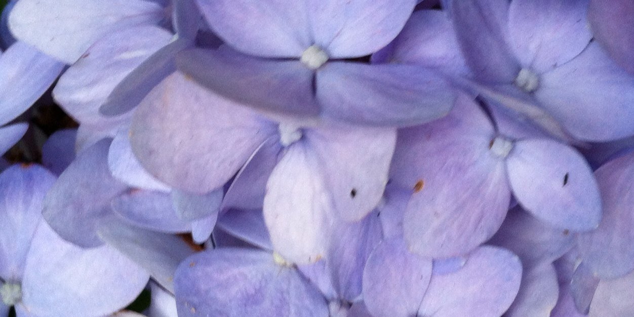ArianeHolcombe's profile banner image