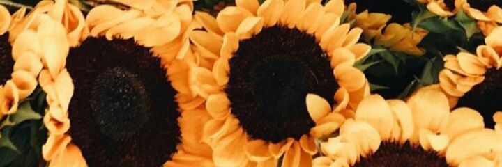 🌻 banner