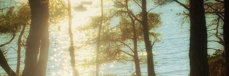 dingodoggg's profile banner image