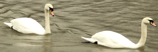 BiddleRose Profile Banner
