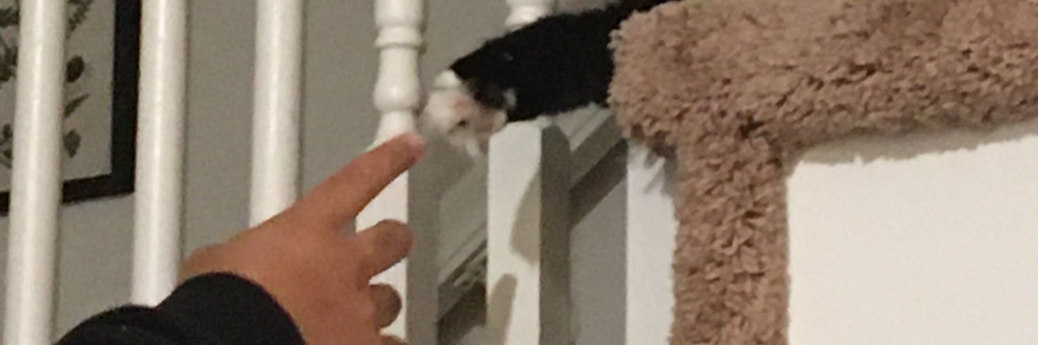 tealburritos's profile banner image