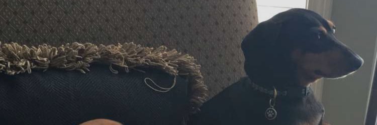 StandishDFS's profile banner image