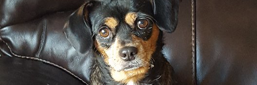 StarPawsOfHwd's profile banner image
