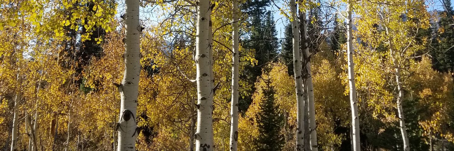 Jennifer Smith banner