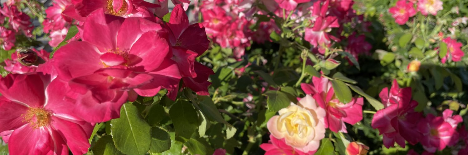OhNaturalFood's profile banner image