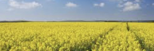 thecanolafield's profile banner image