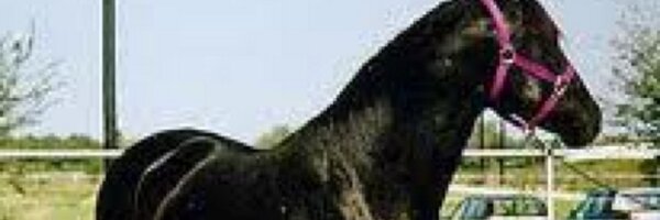 KHALDISULTAN Profile Banner