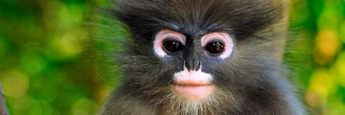 boxingmonkeys's profile banner image