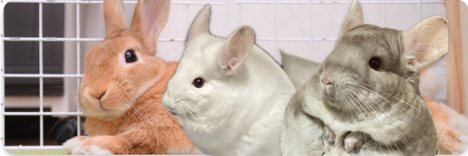 せっちゃん banner
