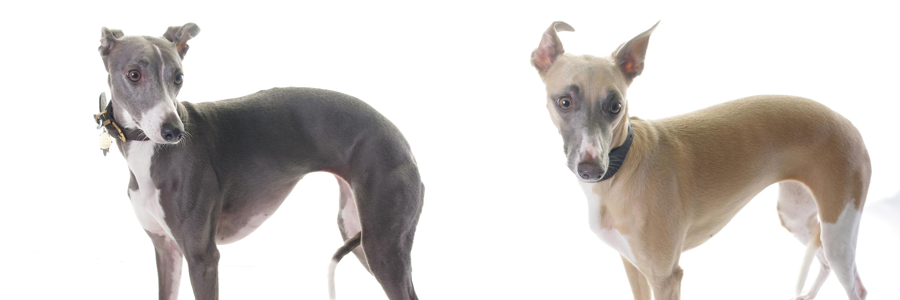 WhippetTherapy's profile banner image