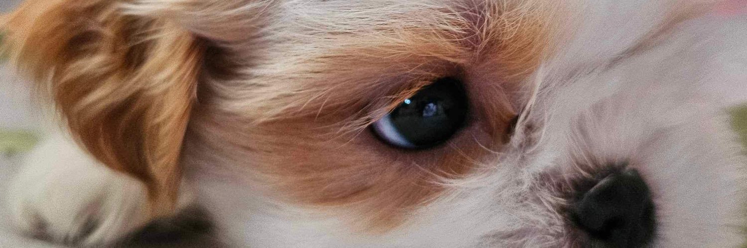 apooleee's profile banner image