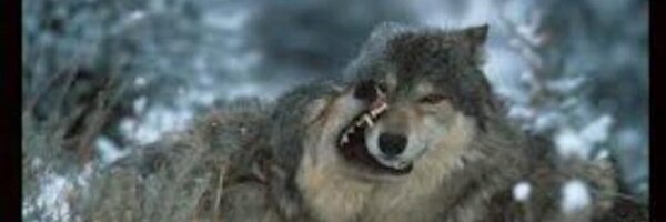 WildWolfCall Profile Banner