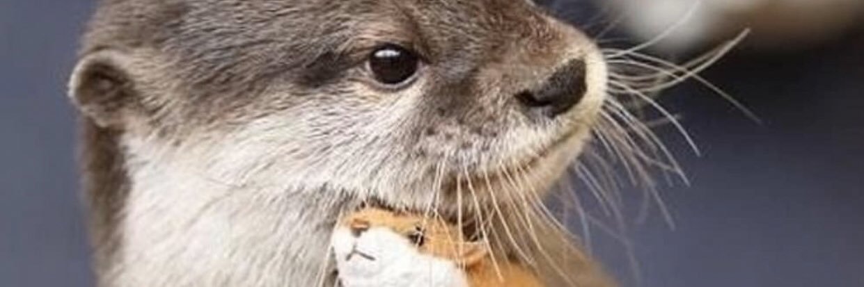 sofierundgren's profile banner image