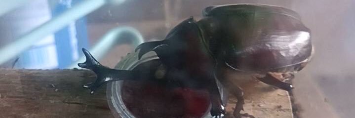 けんちる banner