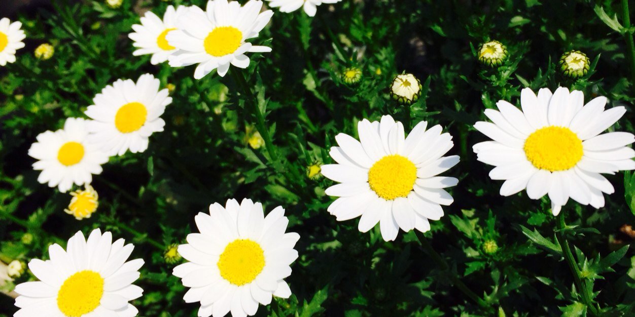 romapuu's profile banner image
