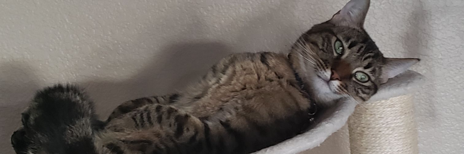 Jason Shadley banner