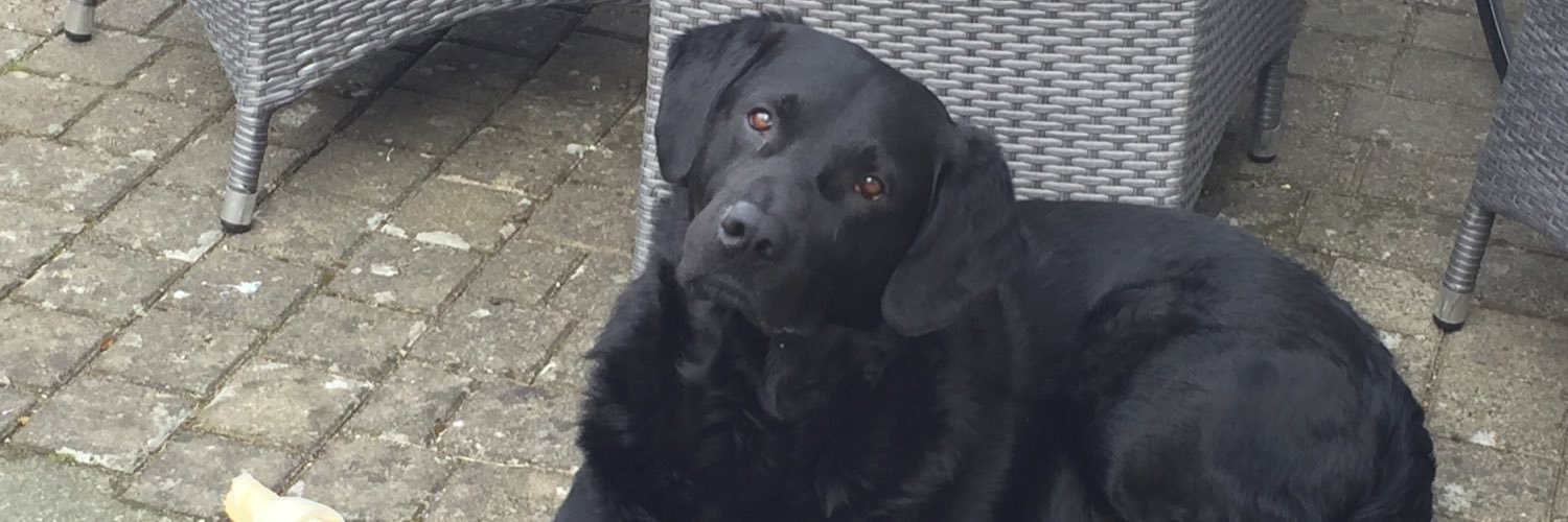 lallekieninger's profile banner image