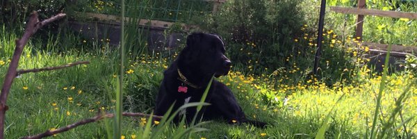 EileenMcCann1 Profile Banner