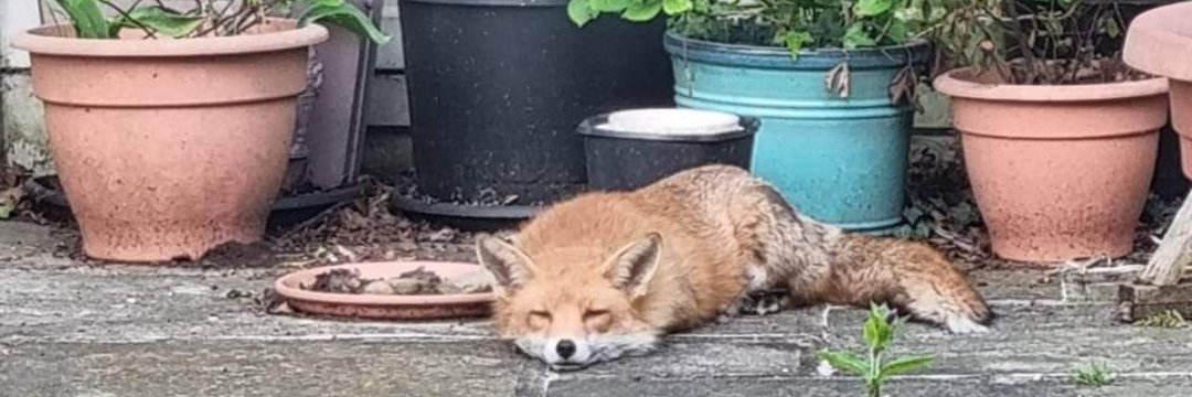 Katkin #FBPE #ceasefirenow 🍉 banner